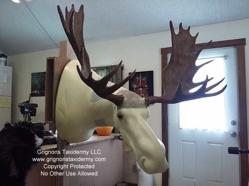 moose head taxidermy by grignons taxidermy studio